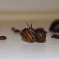 COMPLEMEN...TARSI di pierce