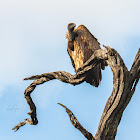 White-backed Vulture