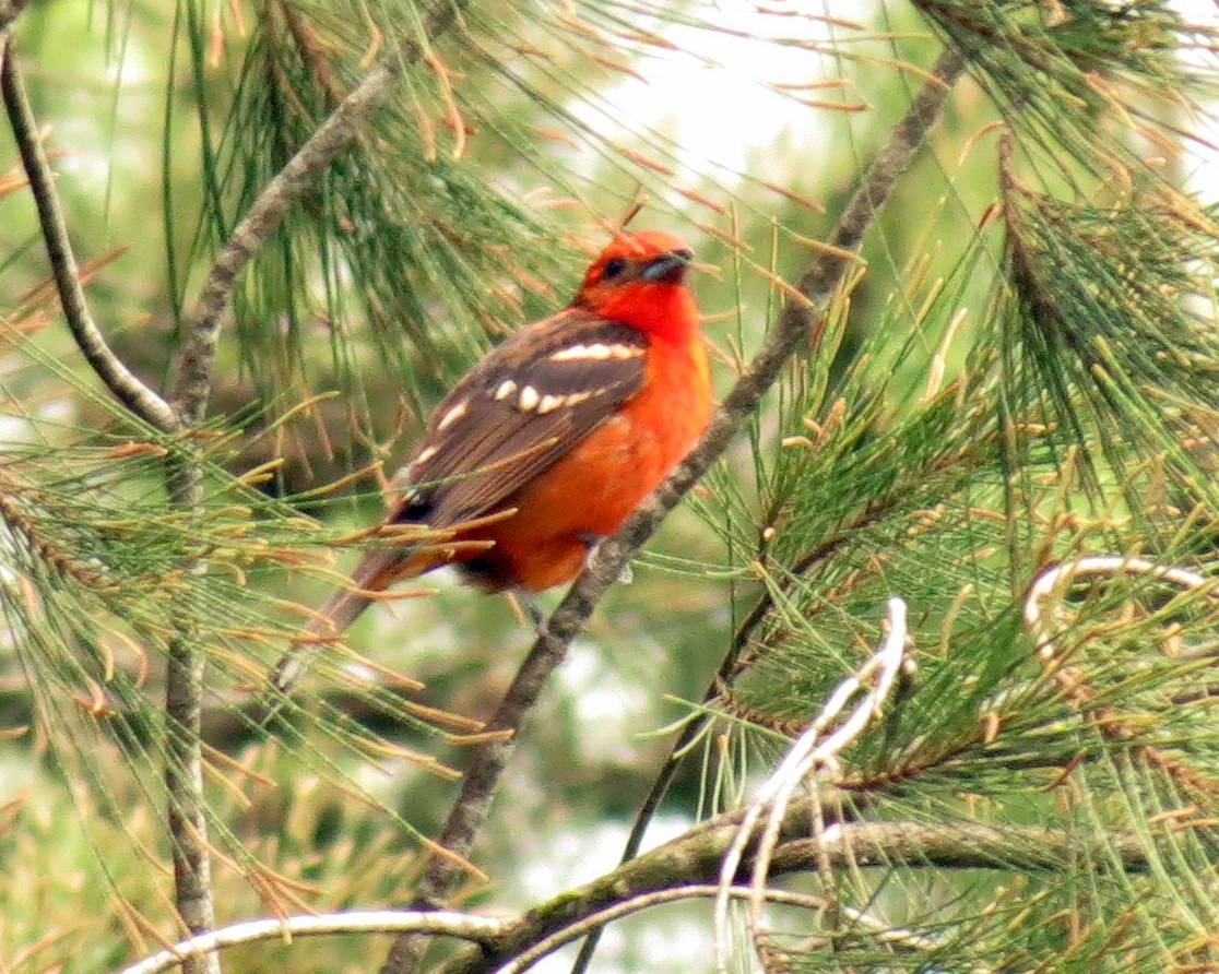 Flame-colored Tanager