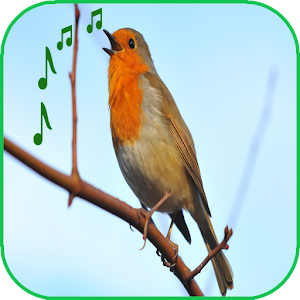 Birds Sounds Ringtones logo