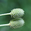 Tall Thimbleweed