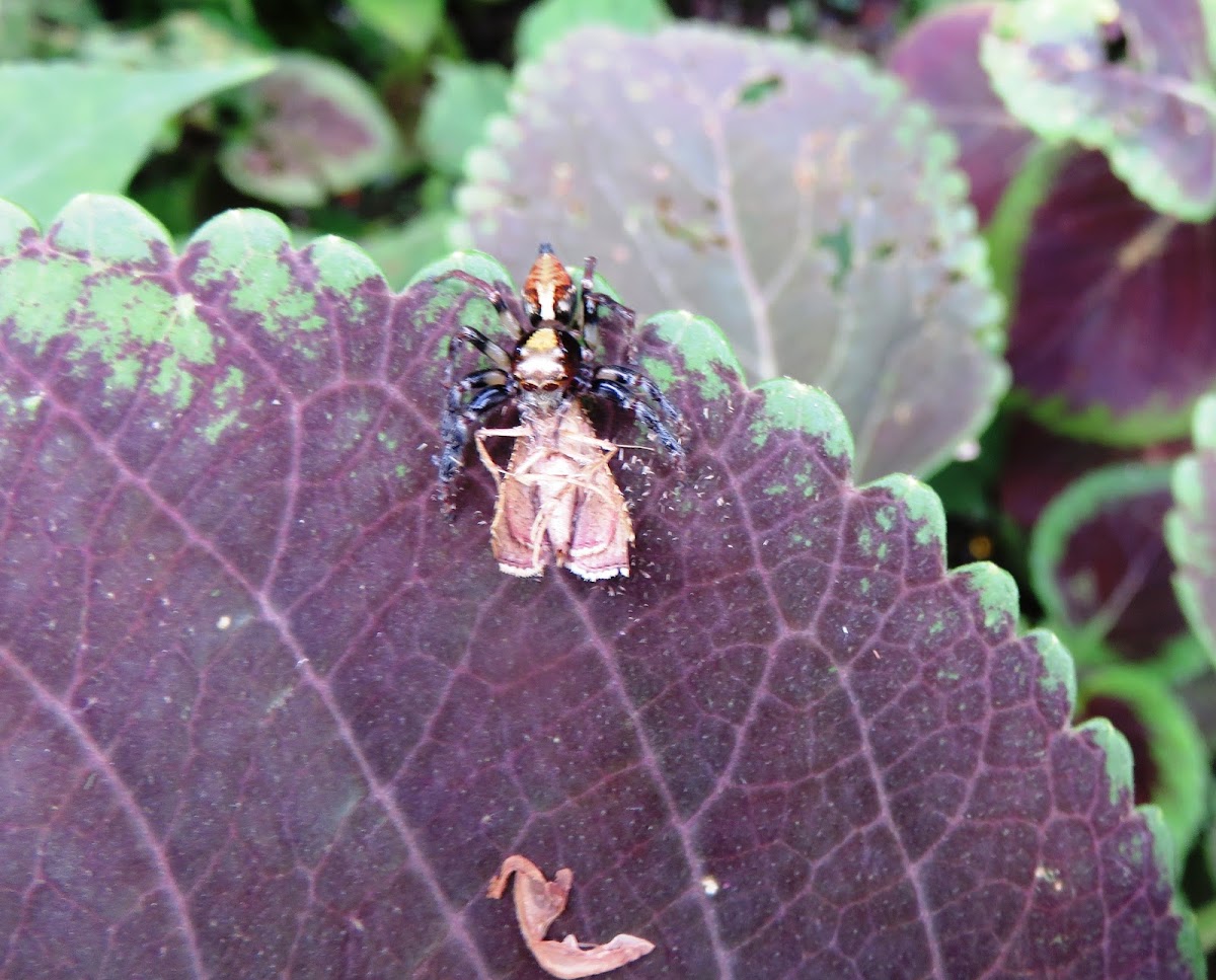 Spider with Moth