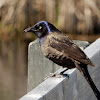 Common Grackle