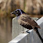 Common Grackle