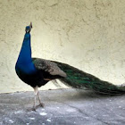 Indian Peafowl (male)