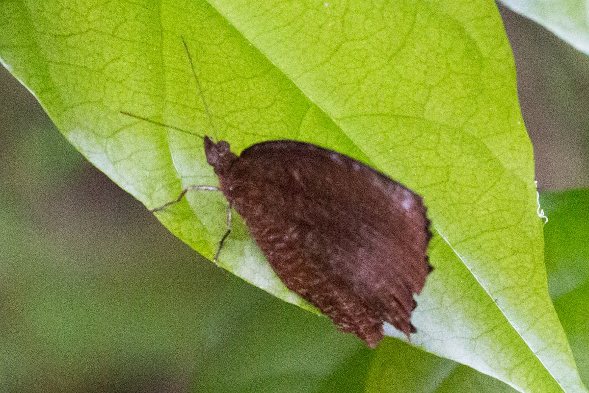 Common Palmfly