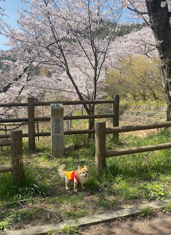 の投稿画像4枚目