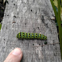 Black Swallowtail