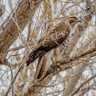 Red-tailed Hawk