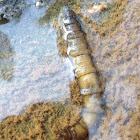 Crane fly larvae