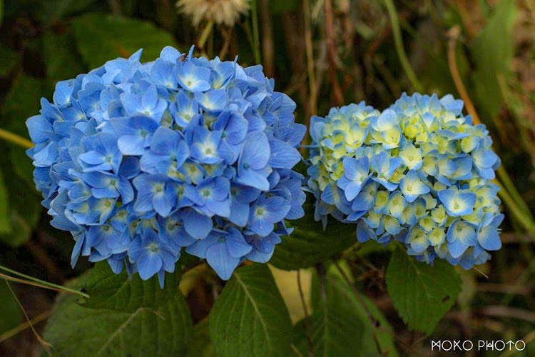 ヴォクシーの石川県・６月もよろしくお願いします・ヴォクシー・紫陽花と愛車・梅雨入りに関するカスタム事例の投稿画像2枚目