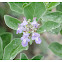 Vitex rotundifolia 蔓荊子