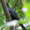 Asian Koel