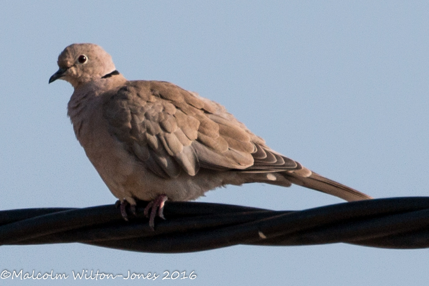 Collared Dove; Tórtola Turca