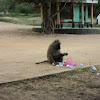 olive baboon