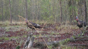 Georgia Gobblers thumbnail