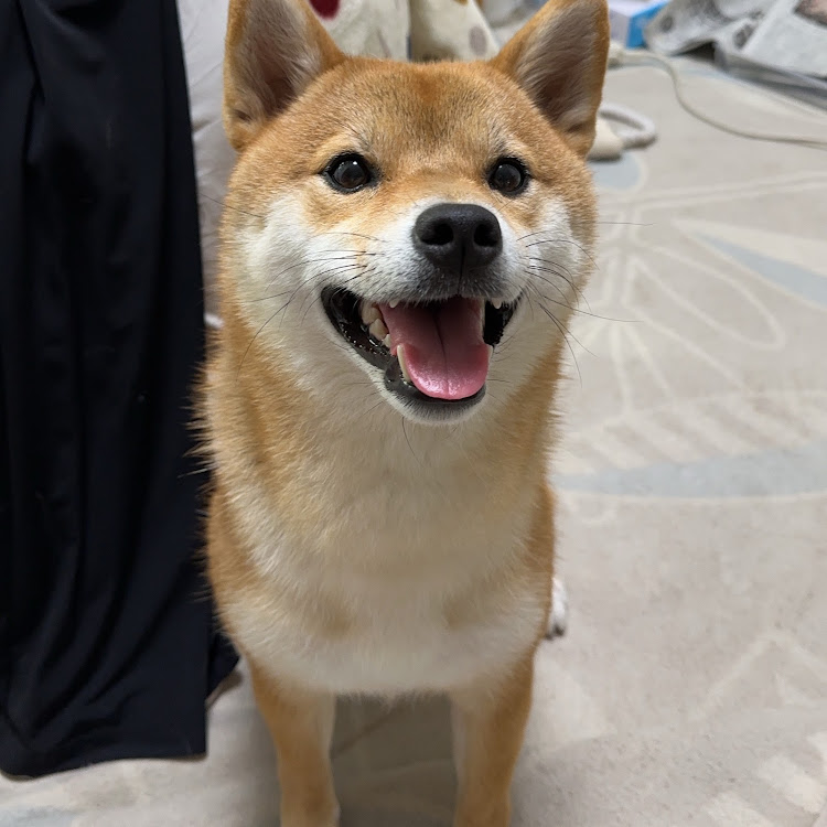 ロードスターの実家帰省・柴犬姉妹に関するカスタム事例の投稿画像14枚目