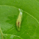 Syrphid Fly Larva