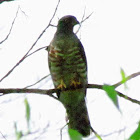 African Cuckoo Hawk