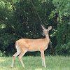 White tailed deer