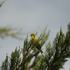 European Serin