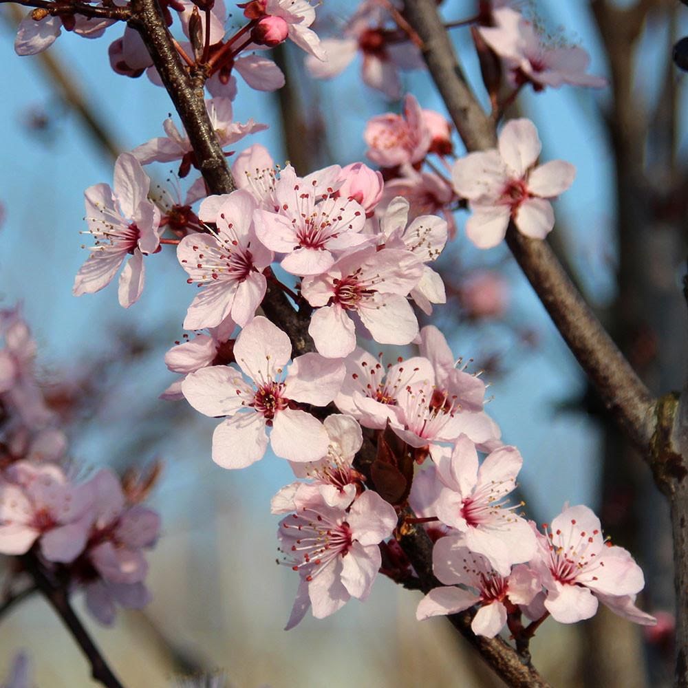 Prunus-Nigra-Flowers