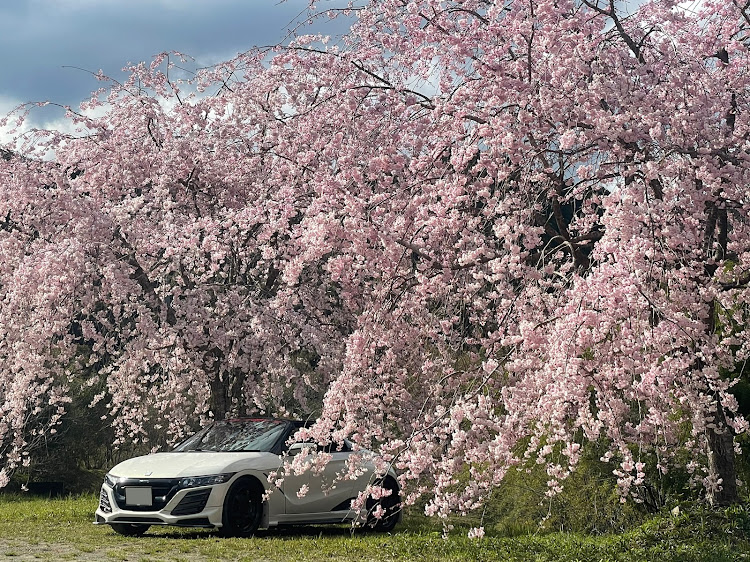 S660の桜と愛車・シダレザクラ・お花見ドライブ・桜とコラボに関するカスタム事例の投稿画像2枚目