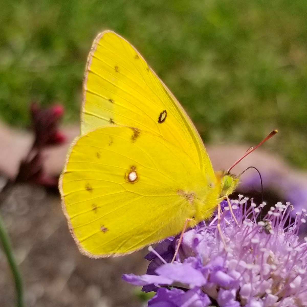 Orange sulpher