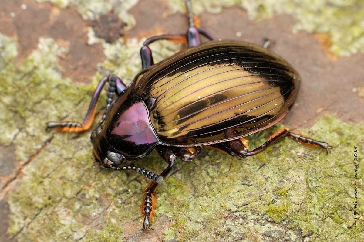 Jewel Beetle