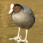 Coot