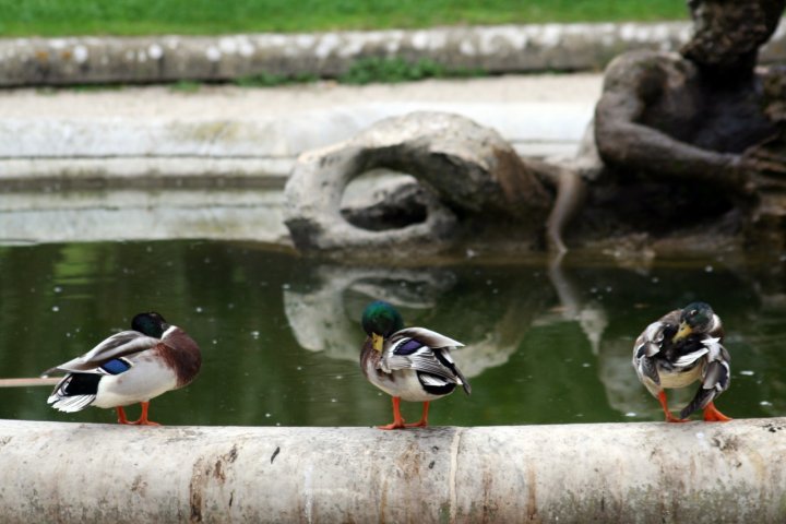 Toilette mattutina di AresCora