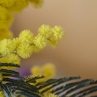 Acacia Dealbata di 