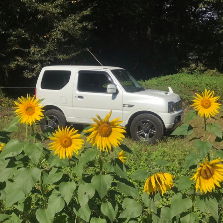 ジムニーのもふもふ🔴コキア・小泉⛩秋桜🌸祭り・🌻ひまわり畑と🚖に関するカスタム事例の投稿画像15枚目
