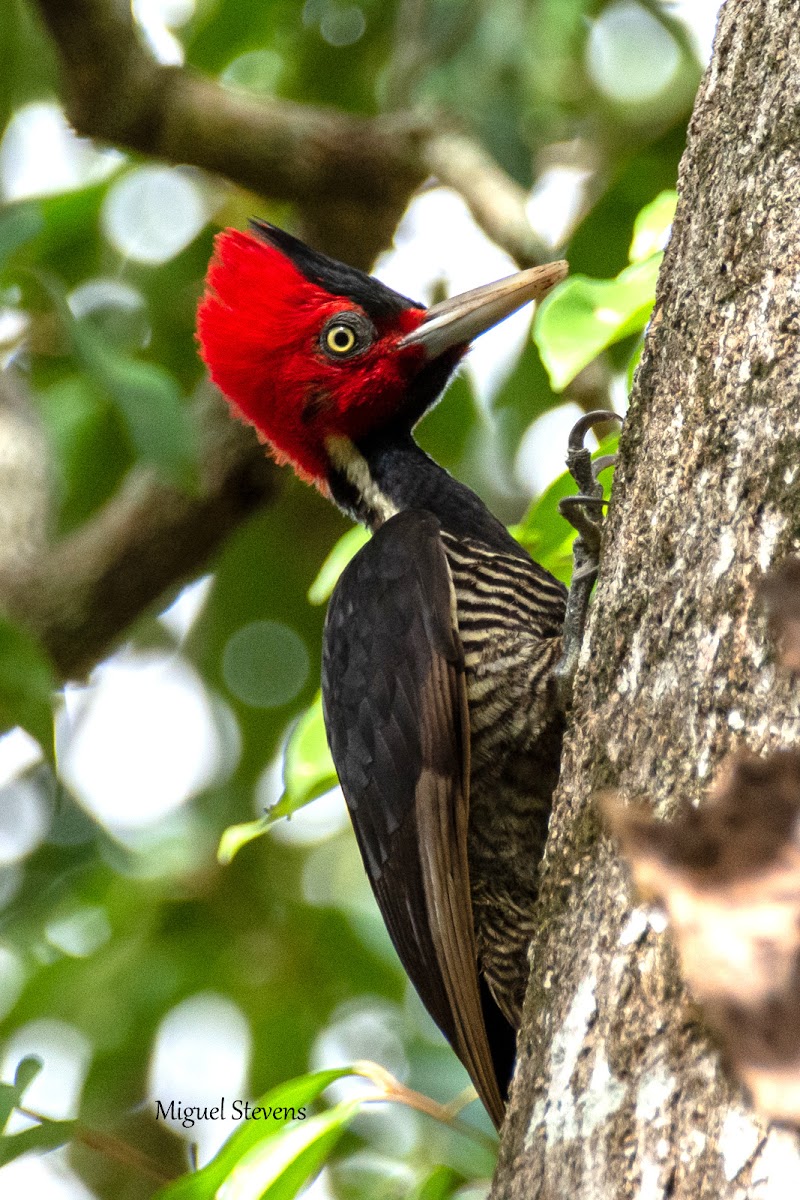 Pale-billed Woodpecker