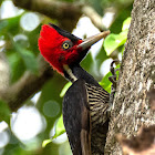 Pale-billed Woodpecker