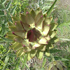 Artichoke