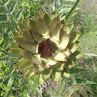 Artichoke