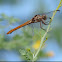 Roseate Skimmer       female