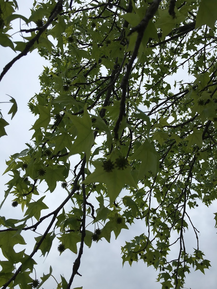 American Sweetgum