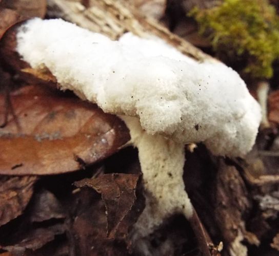 polypore?