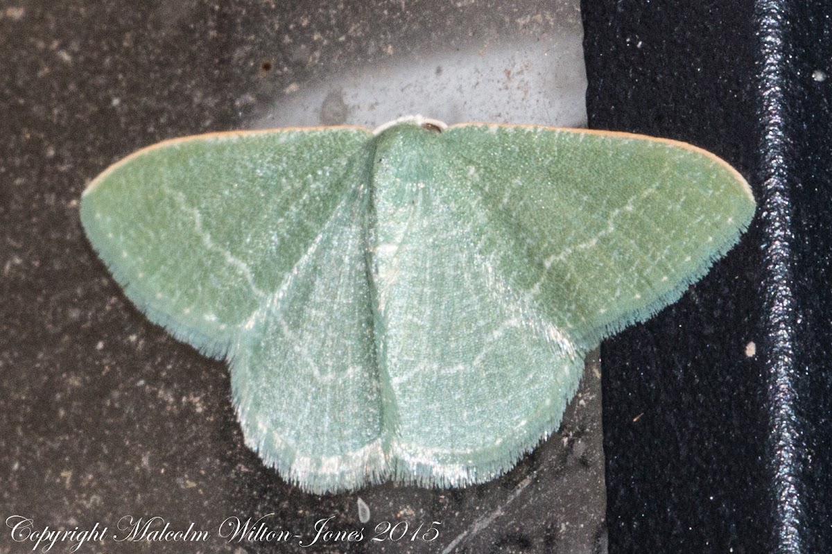 White-spotted Emerald