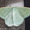 White-spotted Emerald