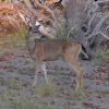 Black tailed deer