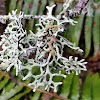 Forked tube lichen