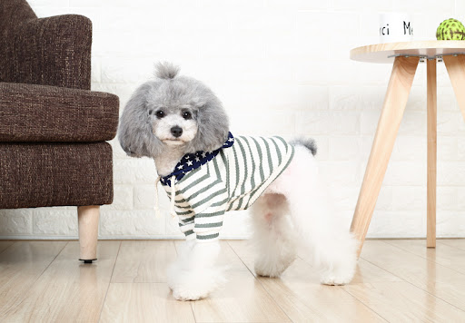 Title 8, Small dog two-legged cat costume for hilarious ...
