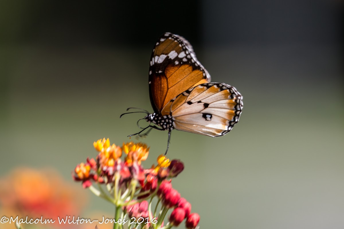 Plain Tiger