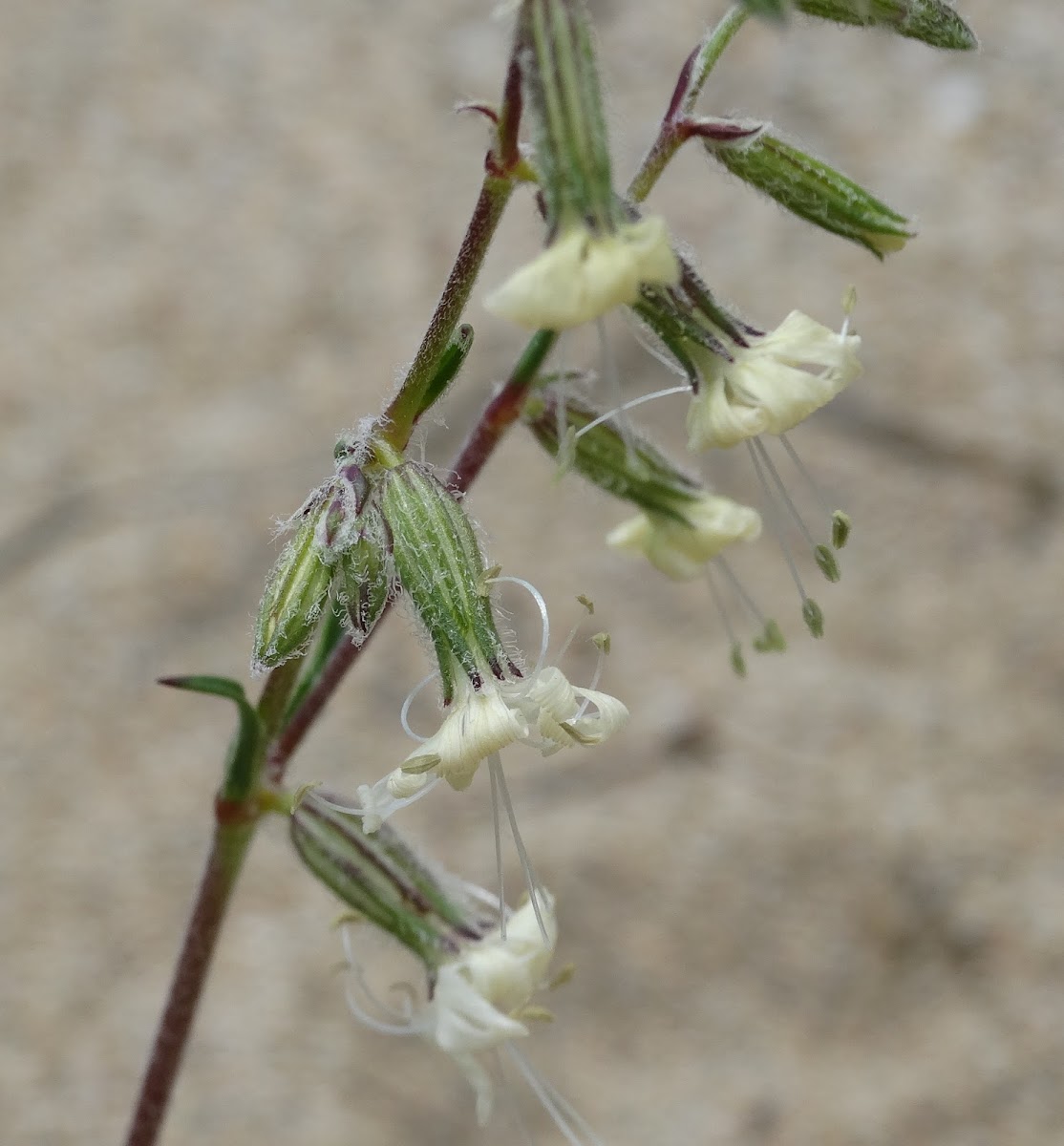 Forked Catchfly