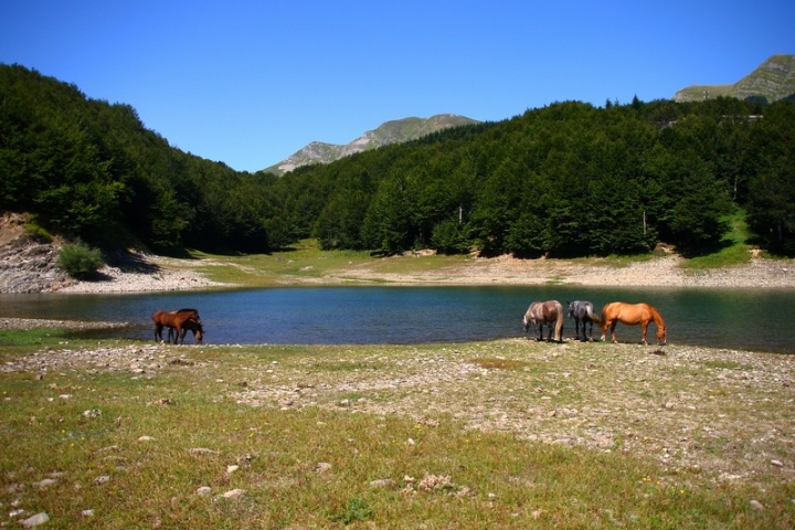 Campa cavallo che l'erba cresce!! di lorespo