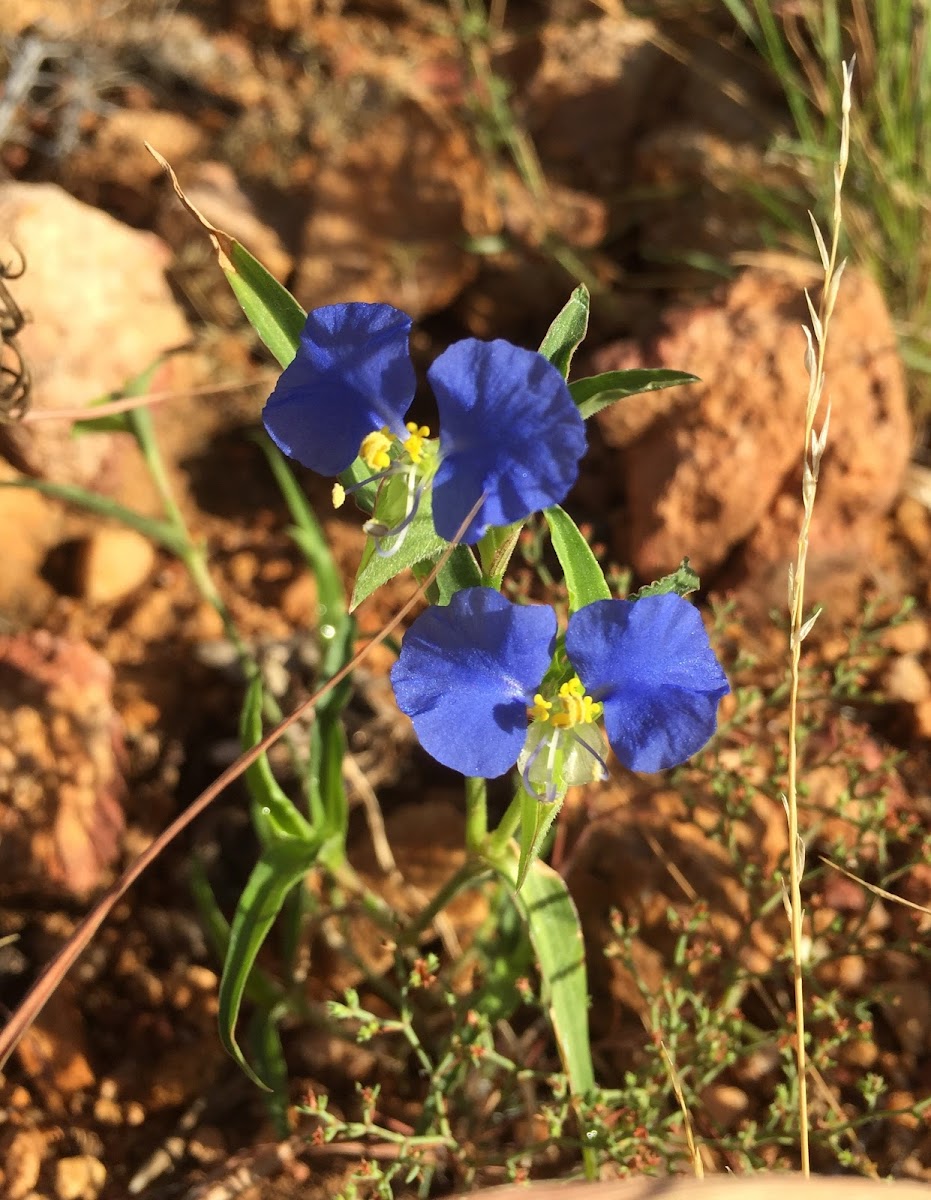 Slender Dayflower