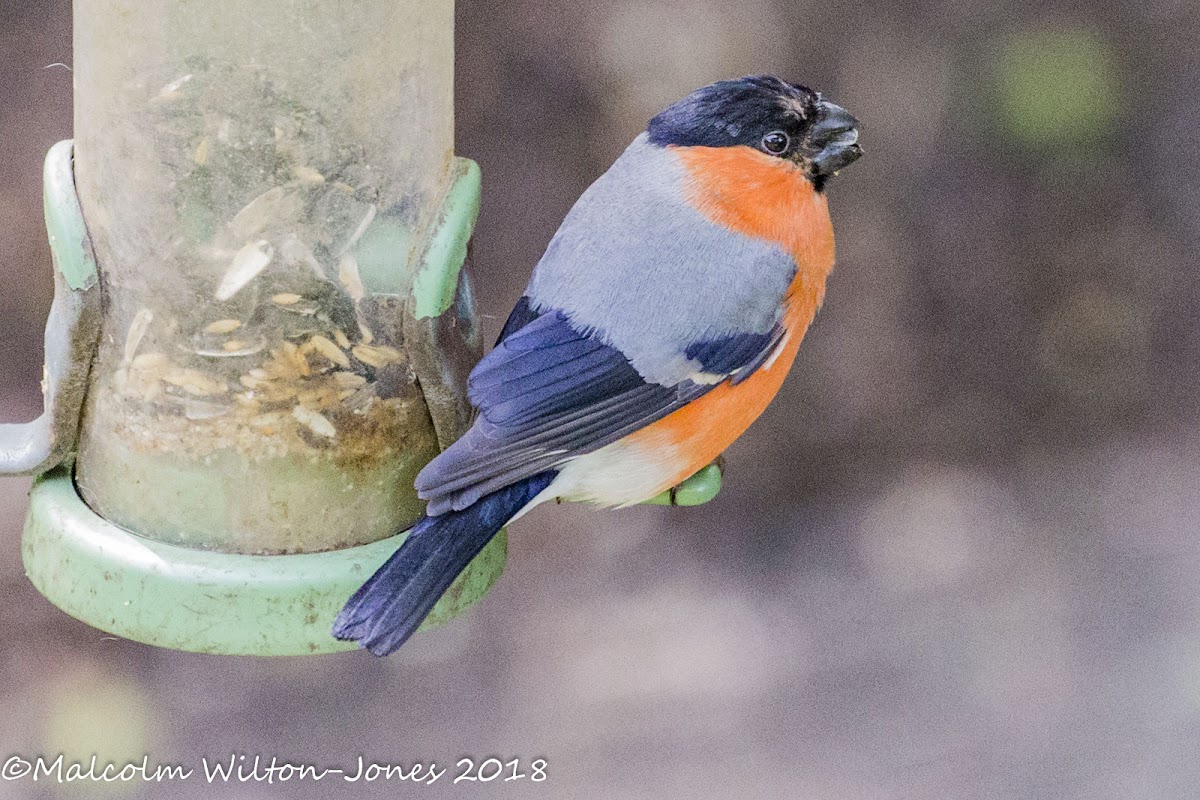 Bullfinch